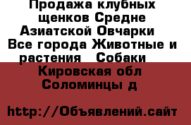 Продажа клубных щенков Средне Азиатской Овчарки - Все города Животные и растения » Собаки   . Кировская обл.,Соломинцы д.